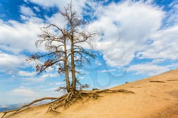Single tree in desert valley. Wildlife nature landscape