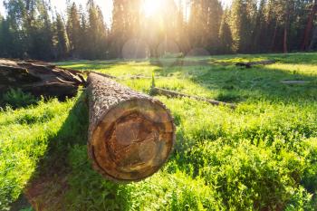 Cuted tree on green meadow at sunset in Sequoia National Park, California USA