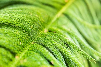 Closeup of tropical plant. Beautiful exotic green plant.