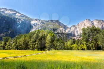 Meadow with green grass in Yosemite National Park, California USA