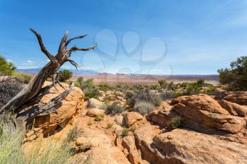 Stone mountains in valley. Wildlife in desert valley.