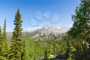 Long pine tree peaks  against rocky mountain background at Rocky Mountain National Park, Colorado USA
