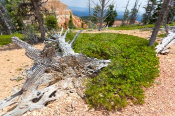 Mouldering dry tree against rocky mountains. Green plants on dry soil.