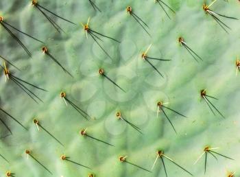Green cactus trunk with needles closeup. Plant macro shooting