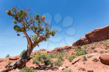 Dry tree in desert valley. Uneven vegetation terrain