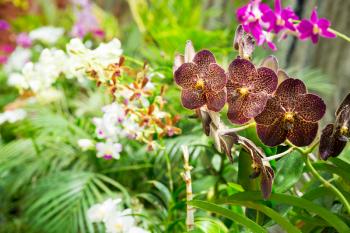 Peradeniya flower, tropical plants on Sri Lanka closeup view. Ceylon botanical garden landscape