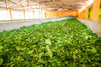 Ceylon tea leaves drying process. Sri Lanka factory 