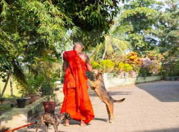 Ceylon, buddhist feeding dogs in buddha temple. Shri Lanka, Unesco heritage. Asia culture, buddhism religion