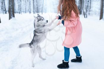 Pretty woman with playful husky dog, snowy forest on background. Cute girl with funs with charming pet