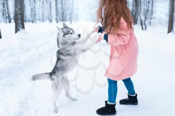 Pretty woman with playful husky dog, snowy forest on background. Cute girl with funs with charming pet