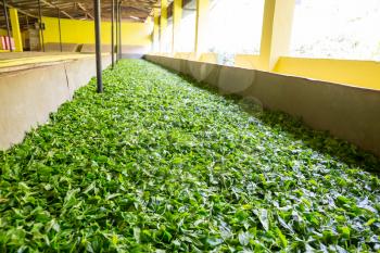 Ceylon tea leaves drying process. Sri Lanka factory