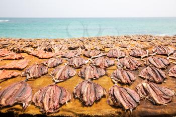 Tuna drying process on the coast of Sri Lanka. Traditional asian seafood. Ceylon fish preparation