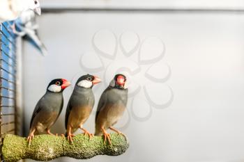 Canaries sitting on a stick in pet shop. Poultry in zooshop, advertising concept