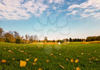 Yellow leaf fall on green meadow in autumn park, trees with colorful foliage, nobody. Nature landscape in sunny day