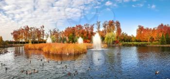 Ducks swim in the pond in autumn park. October forest and birds in the lake, orange and yellow foliage on background