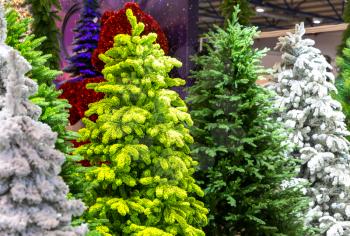 Xmas trees with snow decoration, new year. Winter holiday traditional celebration