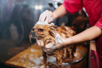 Pet groomer hands washing little dog, puppy in grooming salon. Professional groom and hairstyle for domestic animals