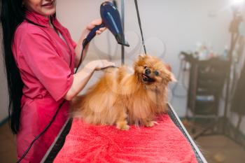 Pet groomer with a hair dryer, dog washing in grooming salon. Professional groom and hairstyle for domestic animals
