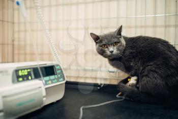 Cat on a drip after surgery operation in veterinary clinic. Vet hospital patient