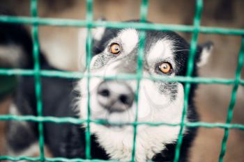 Cute pet face behind bars in veterinary clinic, no people. Vet hospital, treatment a sick patient