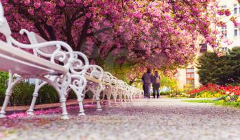 Empty park with blossom sakura, flower lawn and white benches. Pink cherry trees alley in the city yard, nobody
