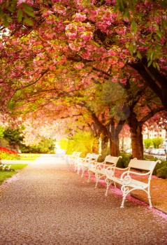 Park with blossom sakura, flower lawn and white benches. Pink cherry trees alley in the city yard