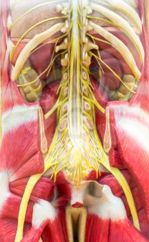 Anatomical model of human body, skeleton and muscular system. Medical poster, medicine education concept
