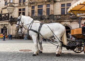 Excursion horses in old European town. Summer tourism and travels, famous europe landmark, popular places and streets