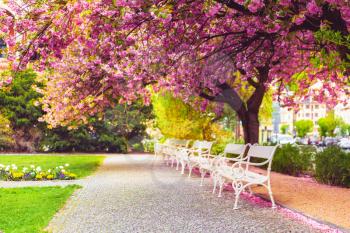 Empty park with blossom sakura, flower lawn and white benches. Pink cherry trees alley in the city yard, nobody