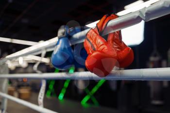 Red and blue boxing gloves hanging on a ropes on ring, nobody. Box or kickboxing sport concept, equipment for training, fighting martial arts