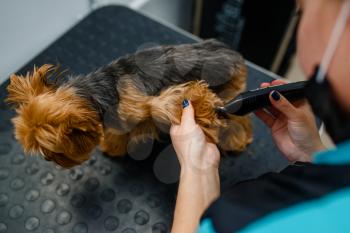 Female groomer with polishing machine works with cute dog, grooming salon. Woman with small pet on haircut procedure, groomed domestic animal
