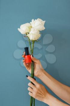 Female hand holds red nail varnish and white roses, blue background. Beauty salon service, professional manicure, fingernail care