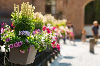 Flower bed on the street, old provincial European town. Summer tourism and travels, famous europe landmark, popular places for vacation tour or holidays