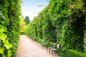 Benches between clipped bushes, summer park in Europe. Professional gardening, european green landscape, garden plants decoration