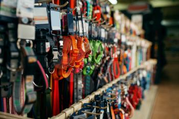 Leashes and collars variety on showcase in pet store, nobody. Equipment in petshop, accessories for domestic animals