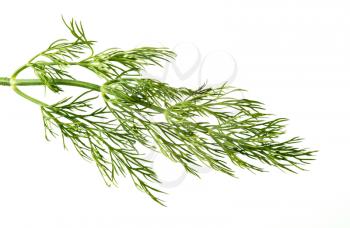 Fresh sprig of dill weed on white background
