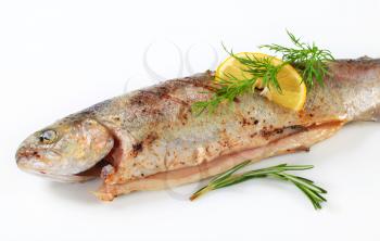 Studio shot of grilled trout