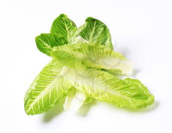 Leaves of fresh Romaine lettuce 