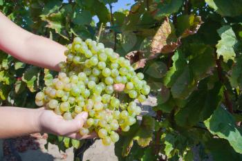 Human hands holding bunches of grapes in a vineyard