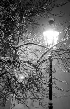 Lonely street lamp and tree covered with snow
