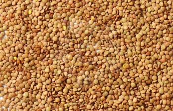 Background of dried brown lentils