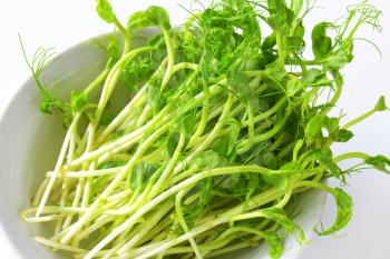 Detail of fresh green pea sprouts