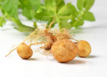 studio shot of whole potato plant