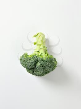 Single fresh broccoli head on off-white background