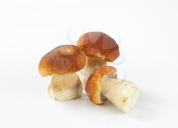 fresh edible bolete mushrooms on white background