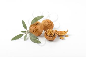 walnuts and sprig of fresh sage on white background