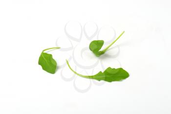 three arugula leaves on white background