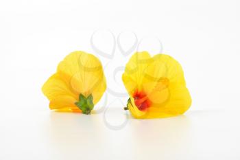 two yellow hibiscus blooms on white background