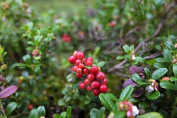 red cranberries growing in the forrest