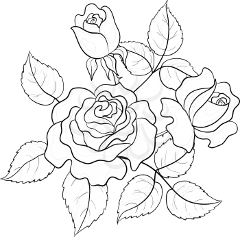 Flowers roses, buds and leaves, graphic monochrome contours. Vector